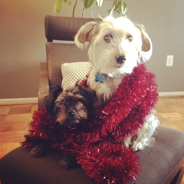 agnes and edith holiday 2015