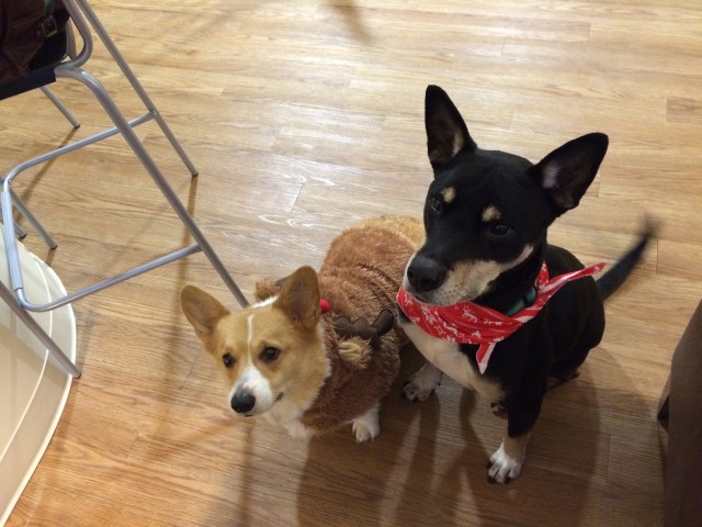 chu and finn