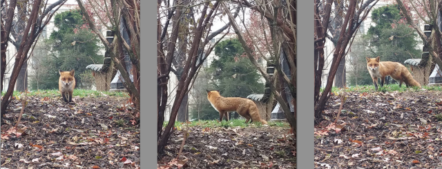 fox