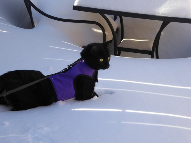2016-01-24 Duncan & Lydia's First Snow 003