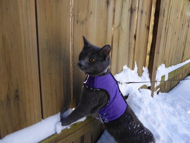 2016-01-24 Duncan & Lydia's First Snow 011