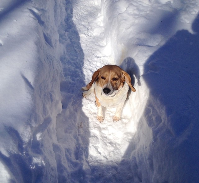 Maddy in the snow 1-23-2016 for PoPville