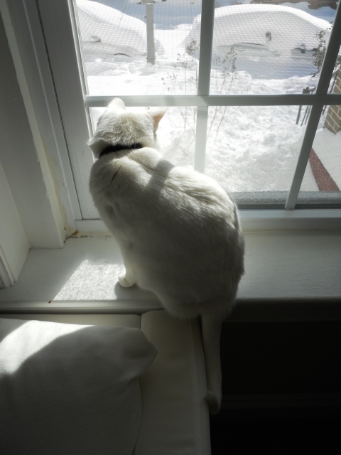 Willow-LookingAtSnow-2016-01-23-pic5