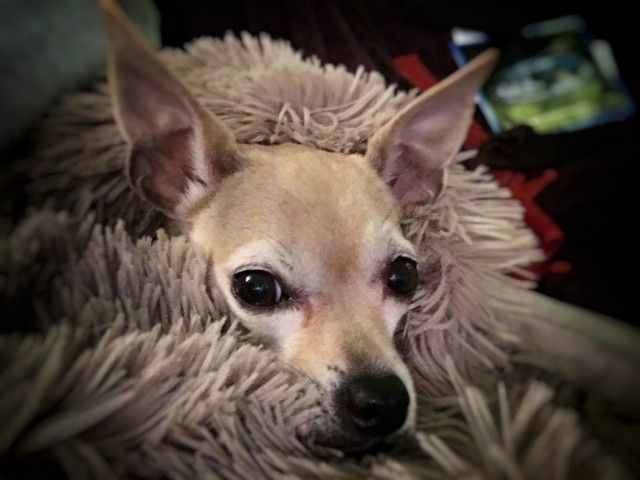 snowybella