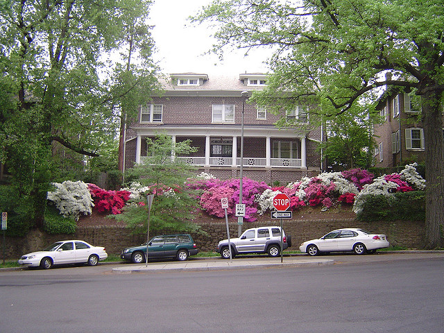 azalea