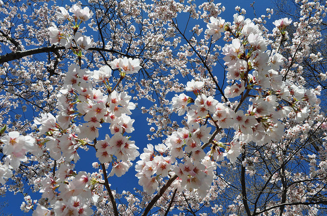 bloom