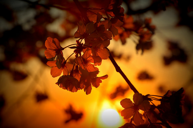 blossoms