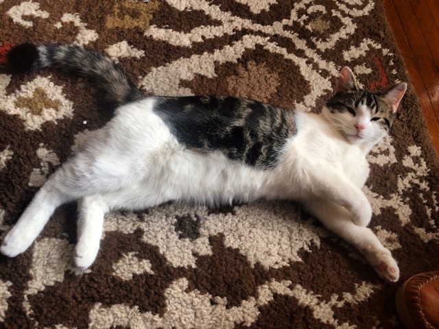 cat