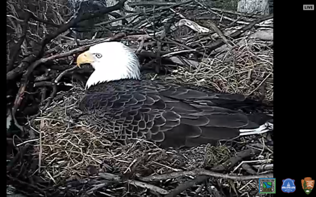 eagle