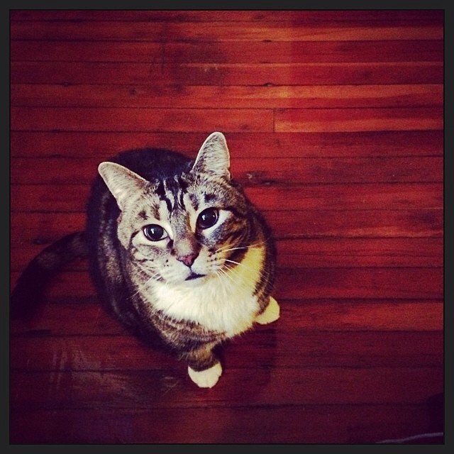 jack