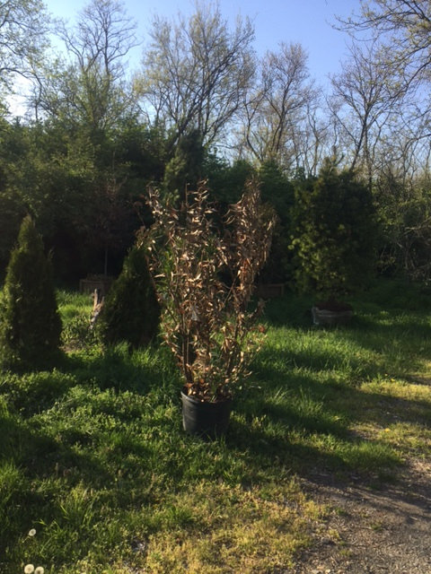 26400164116_b43510149a_z