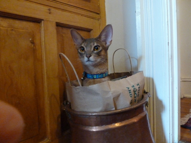 Ziggy Dec21 in bag