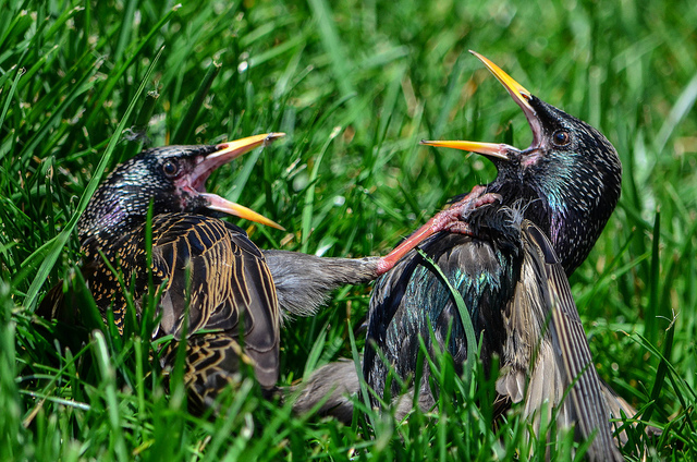 birds
