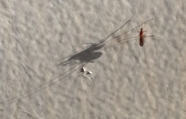 mosquito