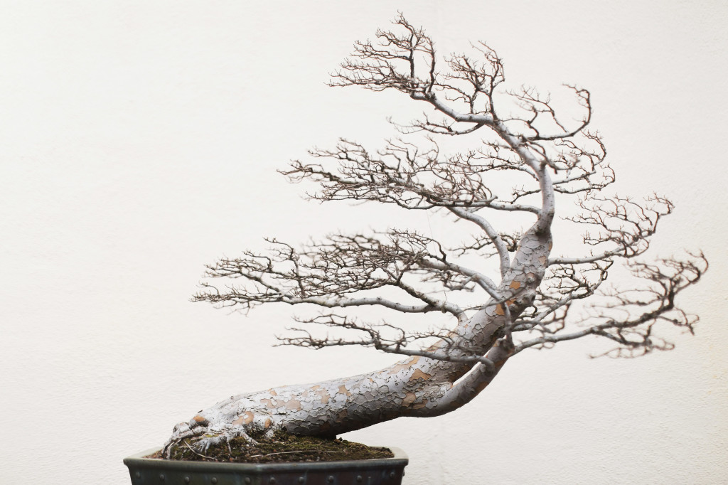 33-ChineseElm-1-1024x682