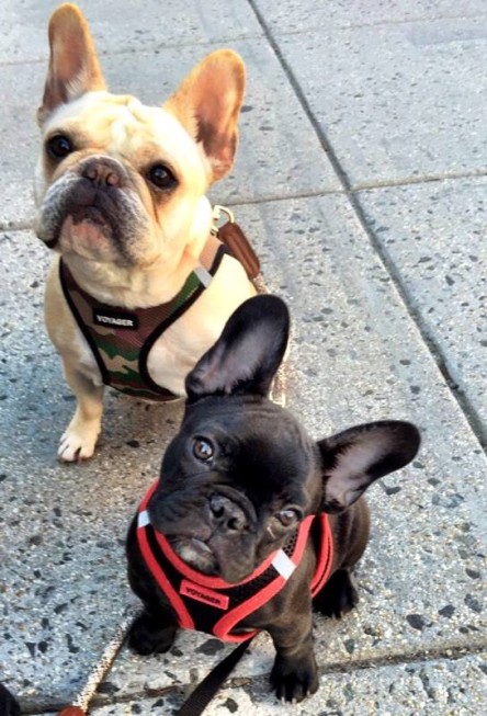 Belle and Beau