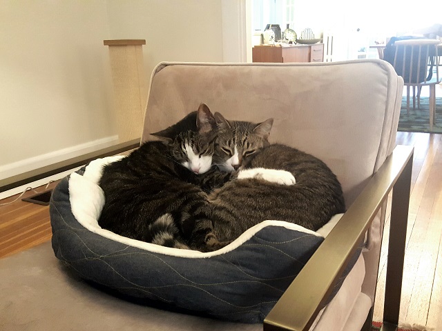 Seamus & Wisin of 16th Street Heights