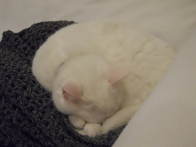 Willow-CurledUpOnGreyThrow