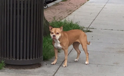 dog