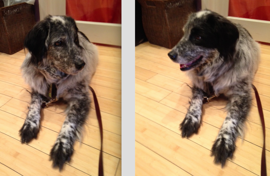 found dog