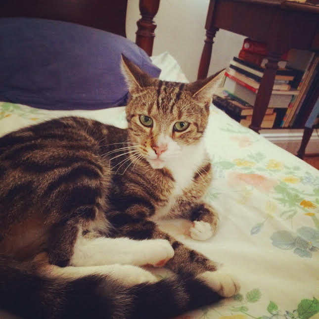 cat