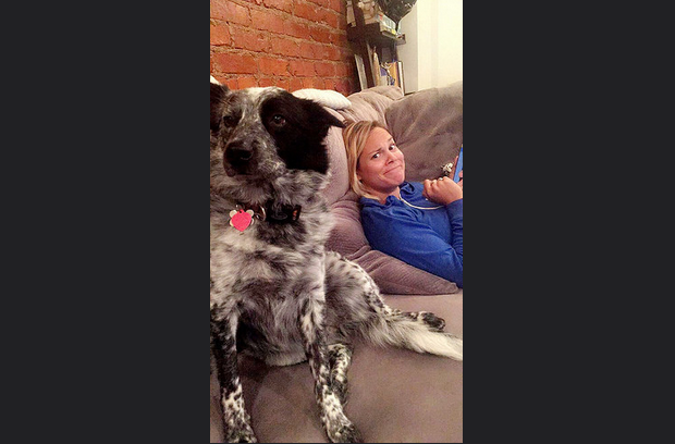 dog k