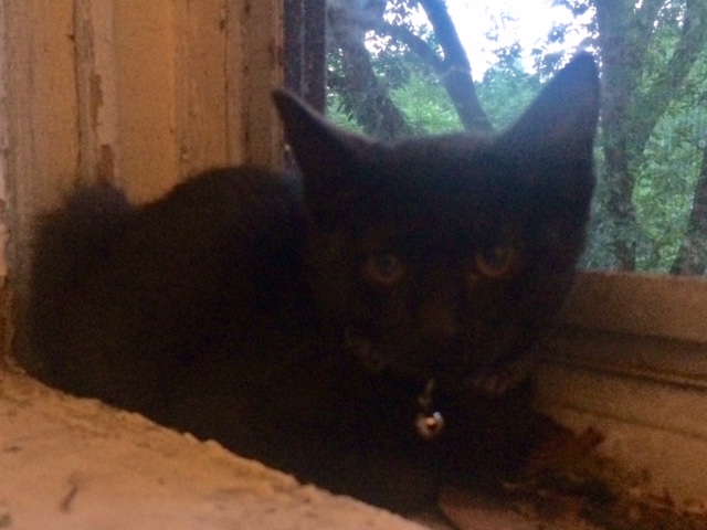 missing cat popville