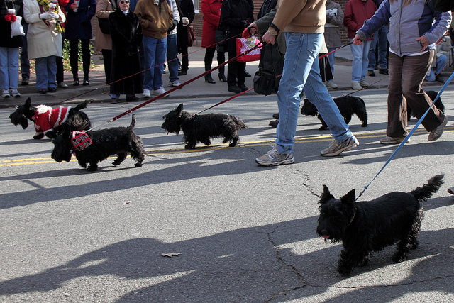 dog walkers