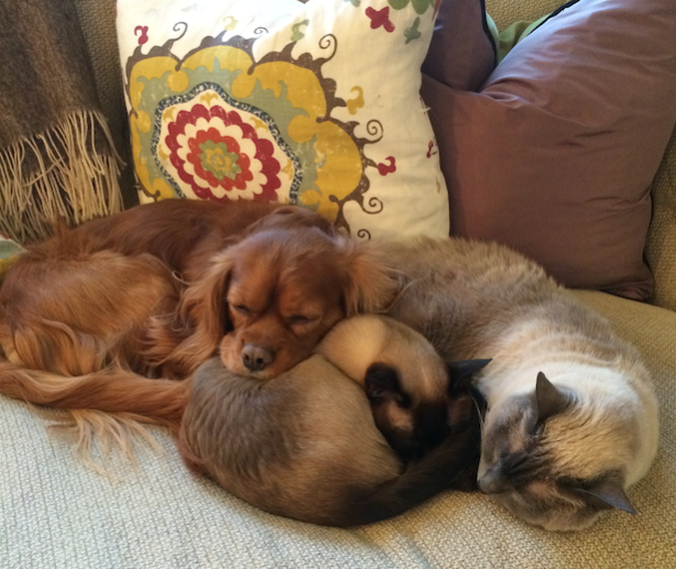 dogs and cats