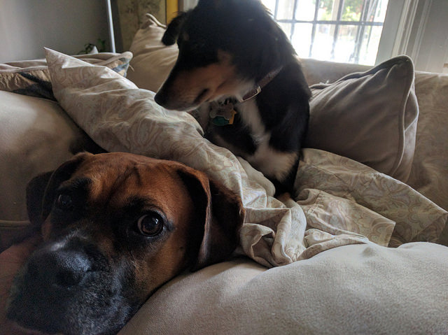 dogs