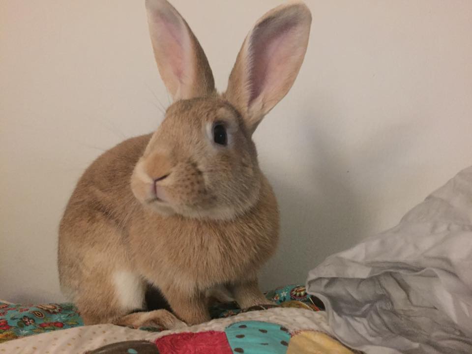 rabbit