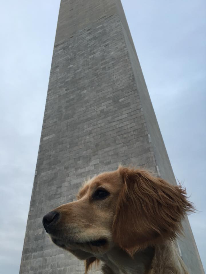 11223306_10154737277615884_1602654635428363219_n