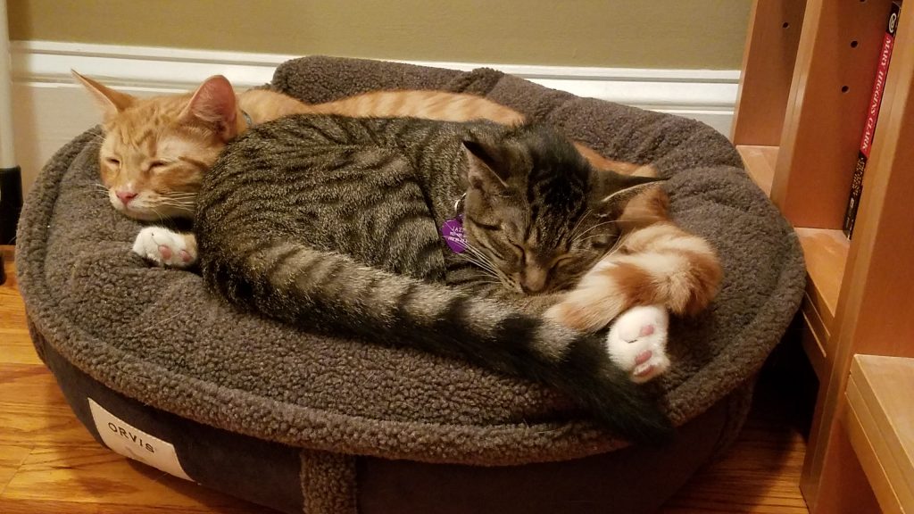 petey-and-jazzy