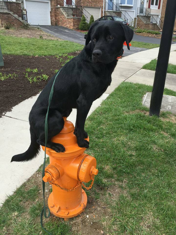 tucker