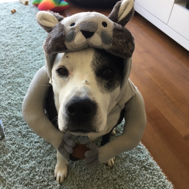 apollo