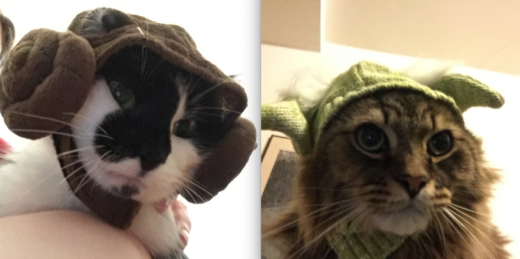 cats