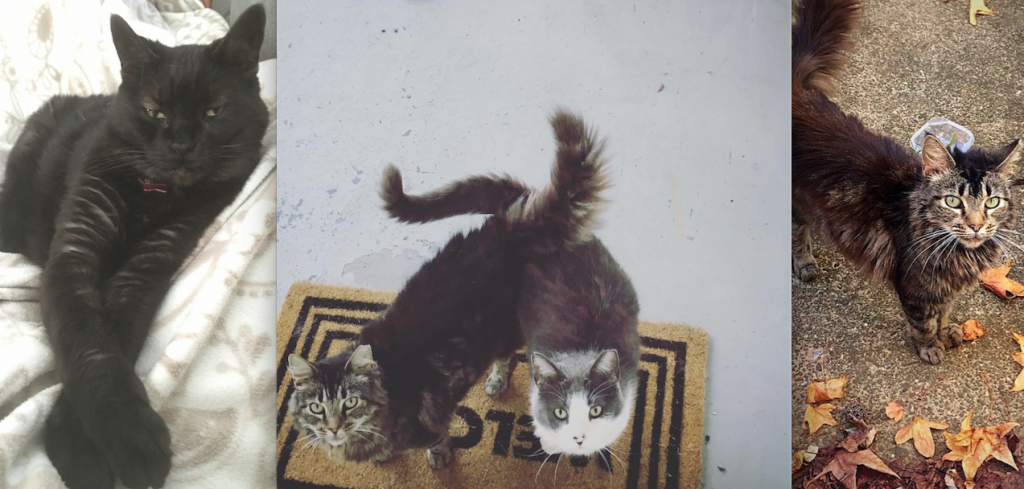 cats