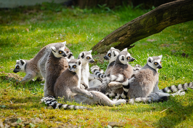 lemurs