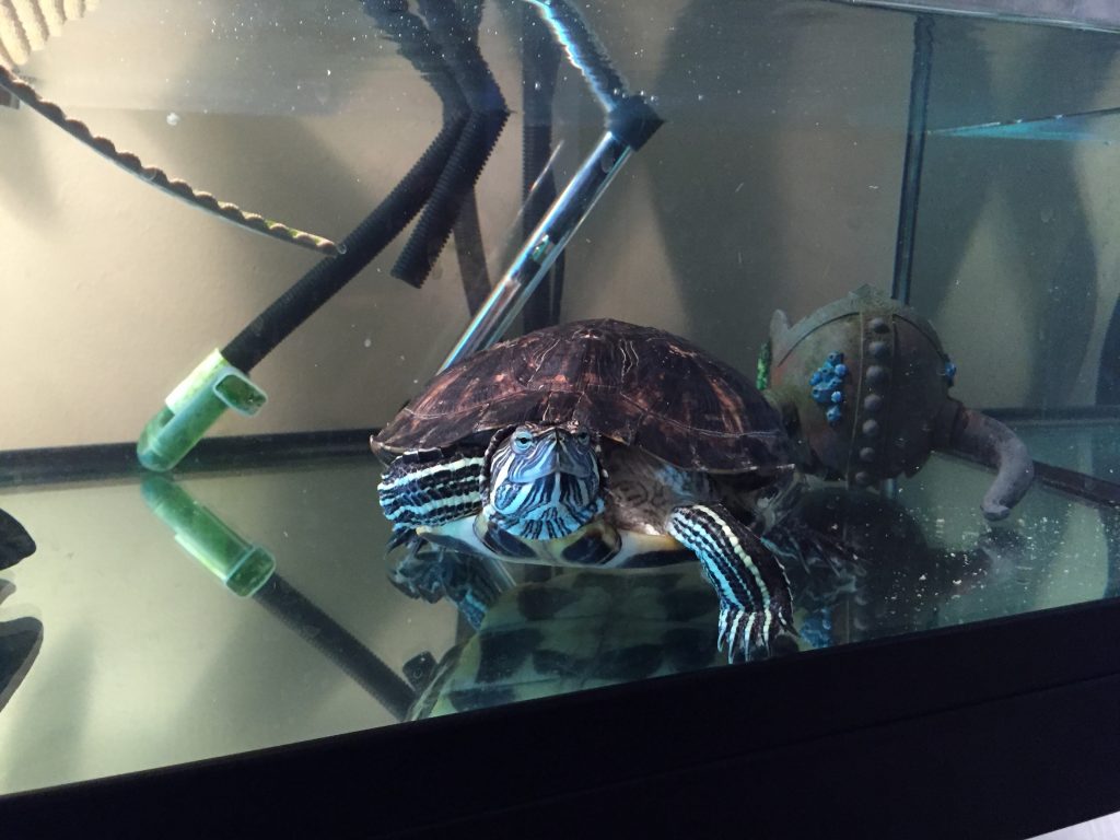 turtle