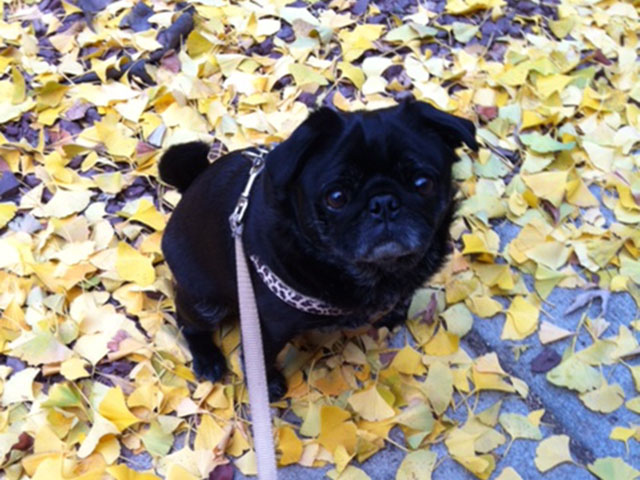 ruby_ginko_leaves