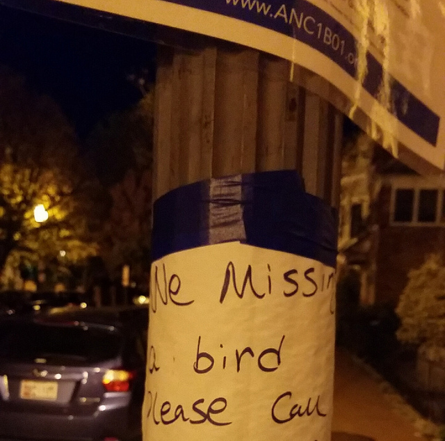 bird