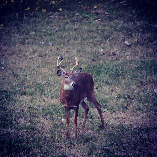 buck