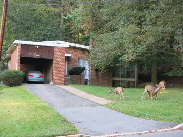 deer-crestwood
