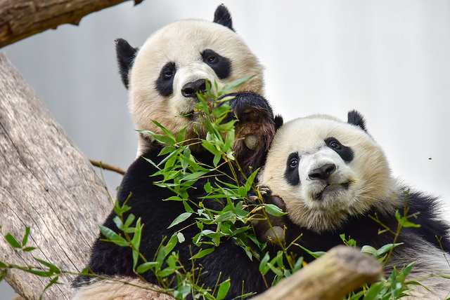 pandas