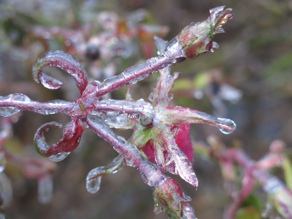 Here is a Random Assortment of Things I Found Encased in Ice on my ...