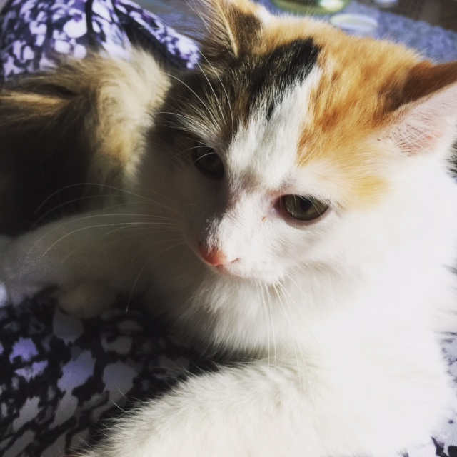 amy