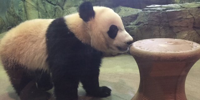 bei-bei