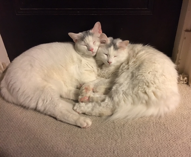 cats