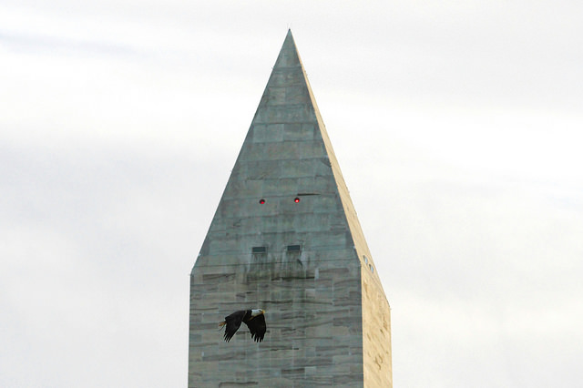 eagle