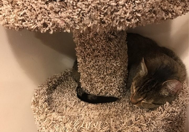 found-cat